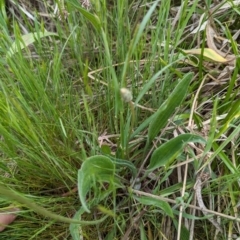 Plantago lanceolata (Ribwort Plantain, Lamb's Tongues) at Tuggeranong, ACT - 13 Oct 2023 by HelenCross