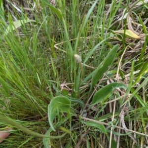 Plantago lanceolata at Tuggeranong, ACT - 14 Oct 2023 09:48 AM