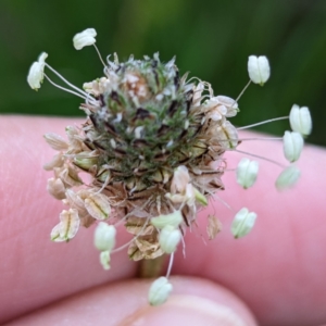 Plantago lanceolata at Tuggeranong, ACT - 14 Oct 2023 09:48 AM