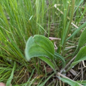 Plantago lanceolata at Tuggeranong, ACT - 14 Oct 2023 09:48 AM