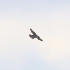 Falco peregrinus (Peregrine Falcon) at Woodstock Nature Reserve - 6 Aug 2023 by patrick25