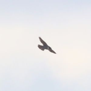 Falco peregrinus at Strathnairn, ACT - 6 Aug 2023