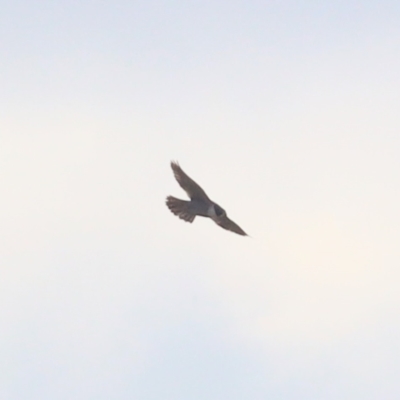 Falco peregrinus (Peregrine Falcon) at Strathnairn, ACT - 6 Aug 2023 by patrick25