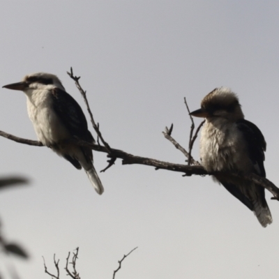 Dacelo novaeguineae (Laughing Kookaburra) at Woodstock Nature Reserve - 6 Aug 2023 by patrick25