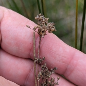 Juncus sp. at Tuggeranong, ACT - 14 Oct 2023