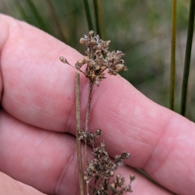 Juncus sp. (A Rush) at Lions Youth Haven - Westwood Farm A.C.T. - 13 Oct 2023 by HelenCross