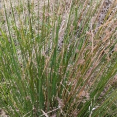 Juncus (genus) at Tuggeranong, ACT - 14 Oct 2023 09:50 AM