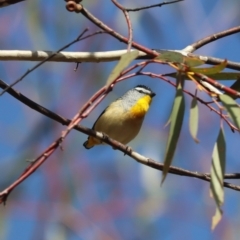 Pardalotus punctatus (Spotted Pardalote) at GG179 - 18 Jul 2023 by patrick25