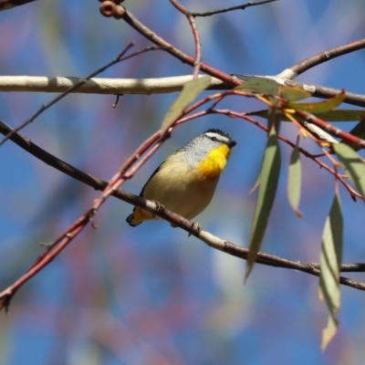 Pardalotus punctatus (Spotted Pardalote) at ANBG - 18 Jul 2023 by patrick25