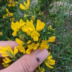 Genista monspessulana (Cape Broom, Montpellier Broom) at Tuggeranong, ACT - 14 Oct 2023 by HelenCross