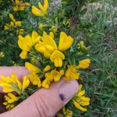 Genista monspessulana (Cape Broom, Montpellier Broom) at Tuggeranong, ACT - 13 Oct 2023 by HelenCross