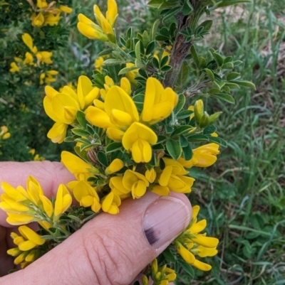 Genista monspessulana (Cape Broom, Montpellier Broom) at Lions Youth Haven - Westwood Farm A.C.T. - 13 Oct 2023 by HelenCross