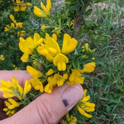 Genista monspessulana (Cape Broom, Montpellier Broom) at Tuggeranong, ACT - 14 Oct 2023 by HelenCross