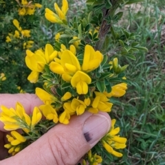 Genista monspessulana (Cape Broom, Montpellier Broom) at Lions Youth Haven - Westwood Farm - 13 Oct 2023 by HelenCross