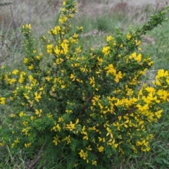 Genista monspessulana at Tuggeranong, ACT - 14 Oct 2023