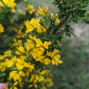 Genista monspessulana at Tuggeranong, ACT - 14 Oct 2023