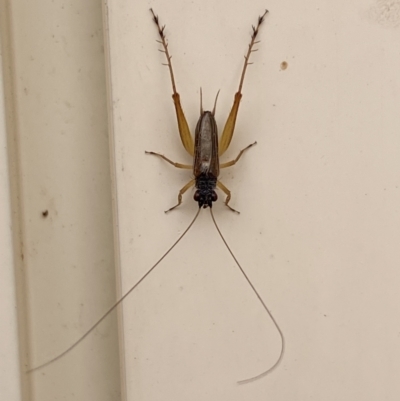 Trigonidium sp. (genus) (A Sword-tail Cricket) at Jerrabomberra, NSW - 13 Oct 2023 by SteveBorkowskis