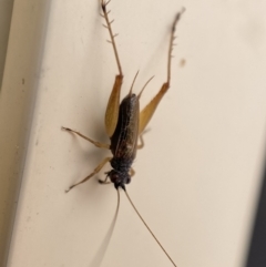 Trigonidium sp. (genus) at Jerrabomberra, NSW - suppressed