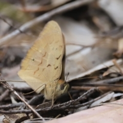 Heteronympha merope (Common Brown Butterfly) at Piney Ridge - 13 Oct 2023 by JimL