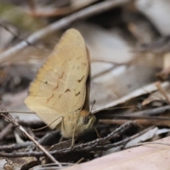 Heteronympha merope (Common Brown Butterfly) at Stromlo, ACT - 14 Oct 2023 by JimL