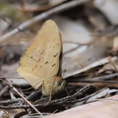 Heteronympha merope (Common Brown Butterfly) at Piney Ridge - 13 Oct 2023 by JimL