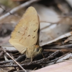 Heteronympha merope at Stromlo, ACT - 14 Oct 2023 08:49 AM