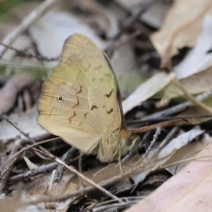 Heteronympha merope at Stromlo, ACT - 14 Oct 2023 08:49 AM