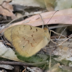 Heteronympha merope at Stromlo, ACT - 14 Oct 2023 08:49 AM