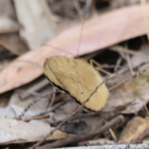 Heteronympha merope at Stromlo, ACT - 14 Oct 2023 08:49 AM