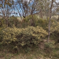 Pomaderris pallida (Pale Pomaderris) at Lions Youth Haven - Westwood Farm A.C.T. - 13 Oct 2023 by HelenCross