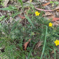 Hibbertia calycina (Lesser Guinea-flower) at Lions Youth Haven - Westwood Farm A.C.T. - 13 Oct 2023 by HelenCross