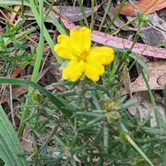 Hibbertia calycina at Tuggeranong, ACT - 14 Oct 2023 10:11 AM