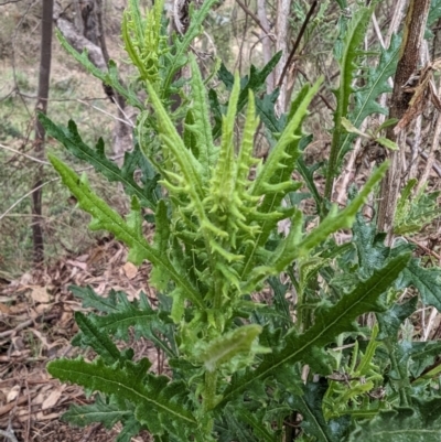 Senecio hispidulus (Hill Fireweed) at Tuggeranong, ACT - 14 Oct 2023 by HelenCross