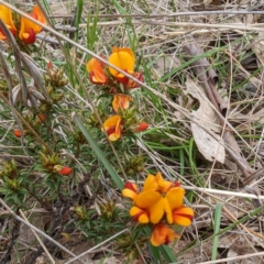 Pultenaea procumbens (Bush Pea) at Lions Youth Haven - Westwood Farm A.C.T. - 13 Oct 2023 by HelenCross