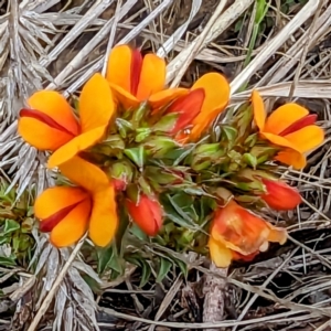 Pultenaea procumbens at Tuggeranong, ACT - 14 Oct 2023