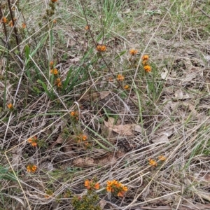 Pultenaea procumbens at Tuggeranong, ACT - 14 Oct 2023