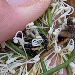 Mordella sp. (genus) (Pintail or tumbling flower beetle) at Lions Youth Haven - Westwood Farm A.C.T. - 13 Oct 2023 by HelenCross