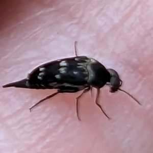 Mordella sp. (genus) at Tuggeranong, ACT - 14 Oct 2023 10:21 AM