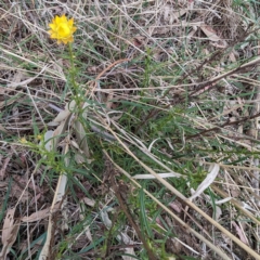 Xerochrysum viscosum (Sticky Everlasting) at Lions Youth Haven - Westwood Farm A.C.T. - 13 Oct 2023 by HelenCross