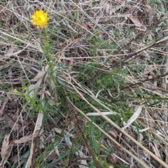 Xerochrysum viscosum (Sticky Everlasting) at Tuggeranong, ACT - 13 Oct 2023 by HelenCross