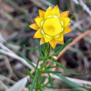 Xerochrysum viscosum at Tuggeranong, ACT - 14 Oct 2023