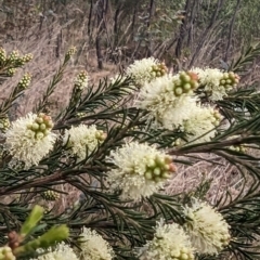 Melaleuca parvistaminea (Small-flowered Honey-myrtle) at Tuggeranong, ACT - 14 Oct 2023 by HelenCross