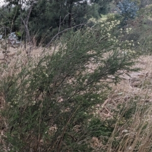 Melaleuca parvistaminea at Tuggeranong, ACT - 14 Oct 2023