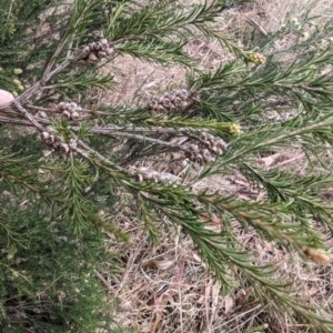 Melaleuca parvistaminea at Tuggeranong, ACT - 14 Oct 2023 10:46 AM