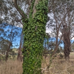 Hedera helix (Ivy) at Lions Youth Haven - Westwood Farm A.C.T. - 13 Oct 2023 by HelenCross