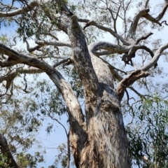 Eucalyptus melliodora (Yellow Box) at Deakin, ACT - 14 Oct 2023 by Steve818