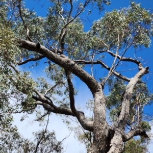 Eucalyptus bridgesiana at Deakin, ACT - 14 Oct 2023