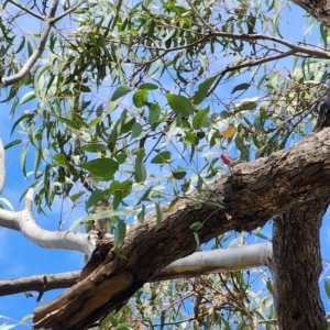 Eucalyptus bridgesiana at Deakin, ACT - 14 Oct 2023