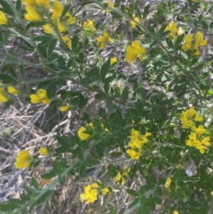 Genista monspessulana at Scullin, ACT - 14 Oct 2023