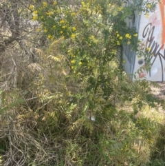 Genista monspessulana at Scullin, ACT - 14 Oct 2023